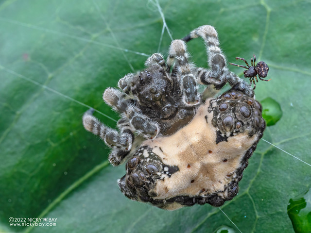Ordgarius sp. "Creamy Blackberry"•&copy; Nicky Bay•All Rights Reserved♀, Adult, Habitus, Dorsal, Multiple